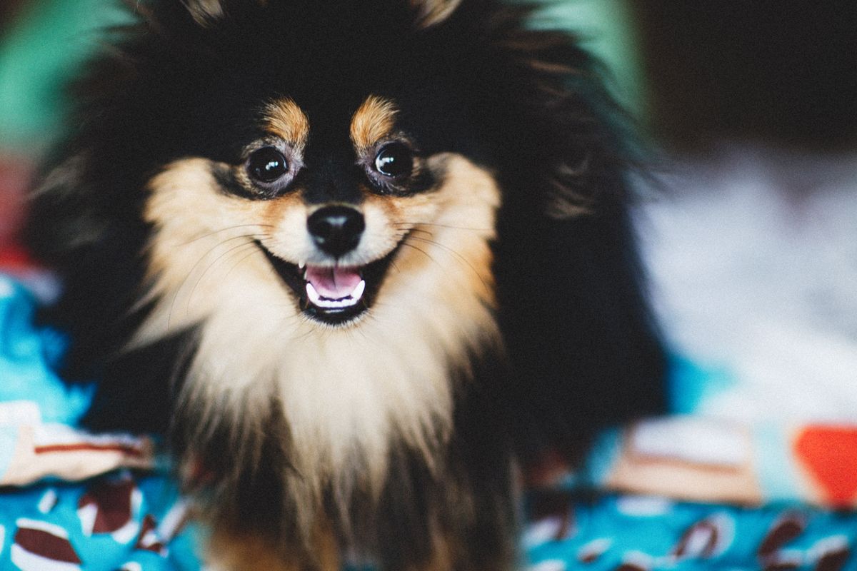 A cheerful Pomeranian on a colorful blanket, a positive home image for first-week belly band routines.