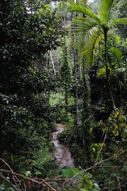 Základová fotografie zdarma na téma čerstvý, cestování, džungle