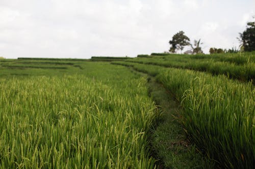 Rice Field Under White Clouds