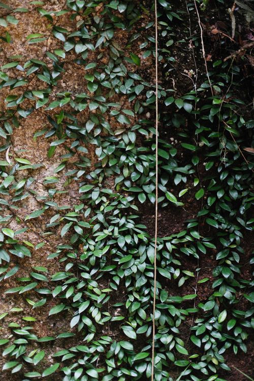 Free A close-up of vibrant green vines sprawling across a textured, rustic wall, showcasing nature's resilience. Stock Photo