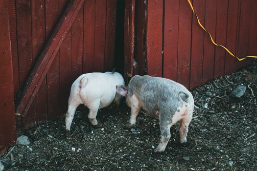 Two young pigs inquisitively inspecting a wooden barn fence on a farm.