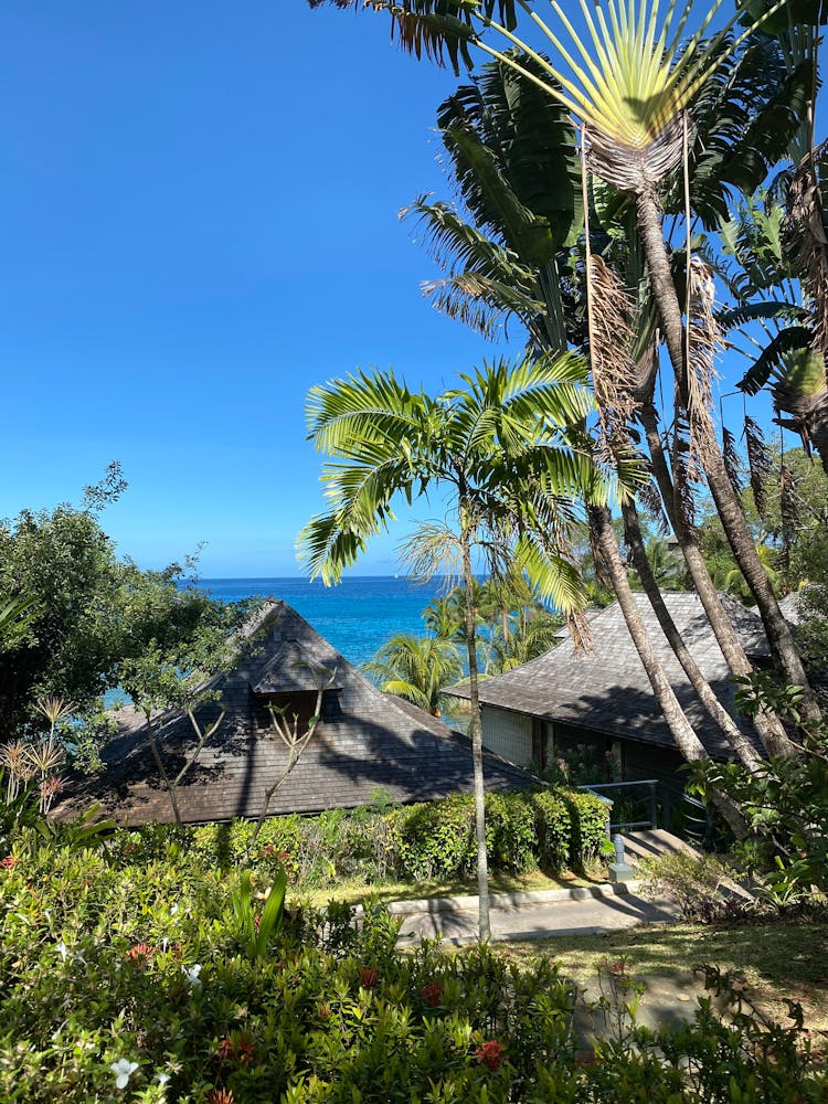 Palm Trees Near Brown Wooden House Under Blue Sky