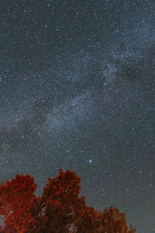 Red Tree Under Starry Night