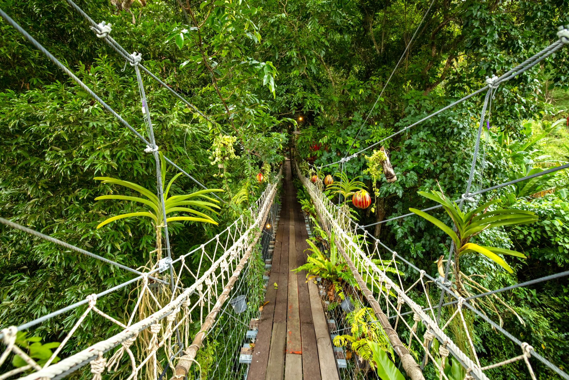 Canopy walkway high above the forest at Lekki Conservation Centre
