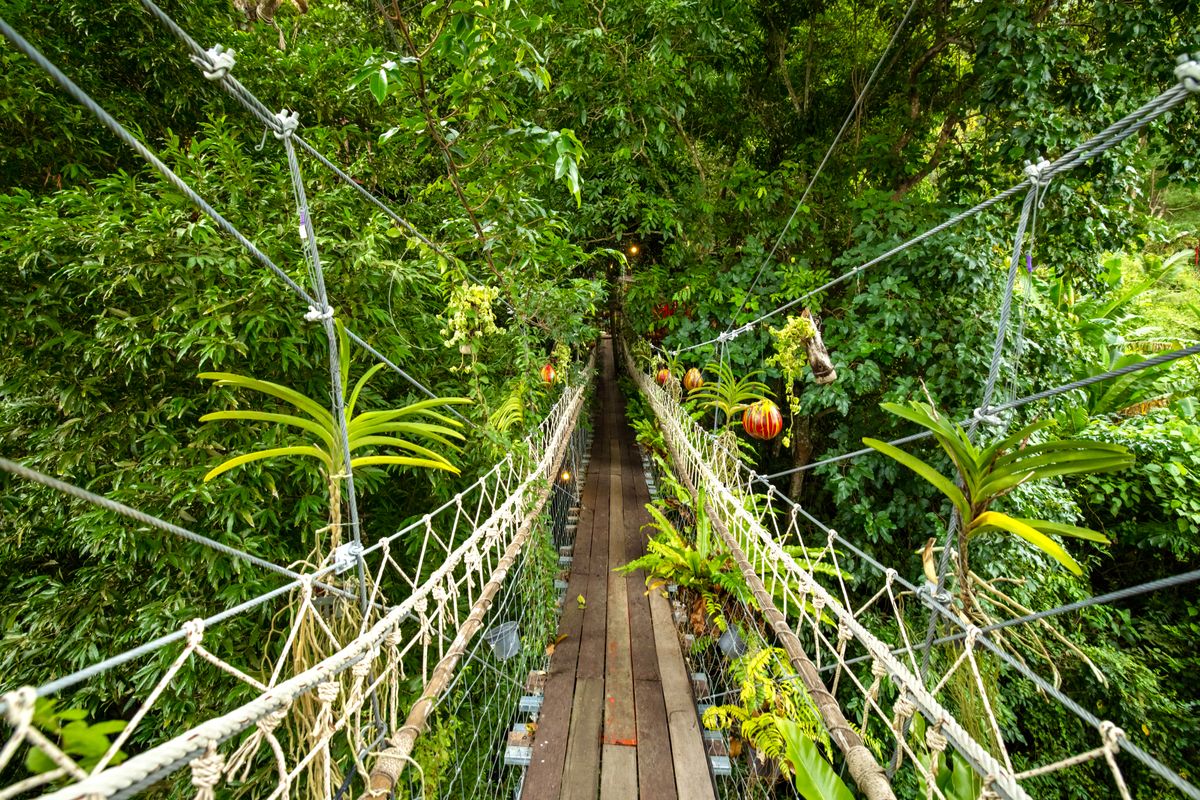 A rope and plank suspension walkway strung through green forest canopy.