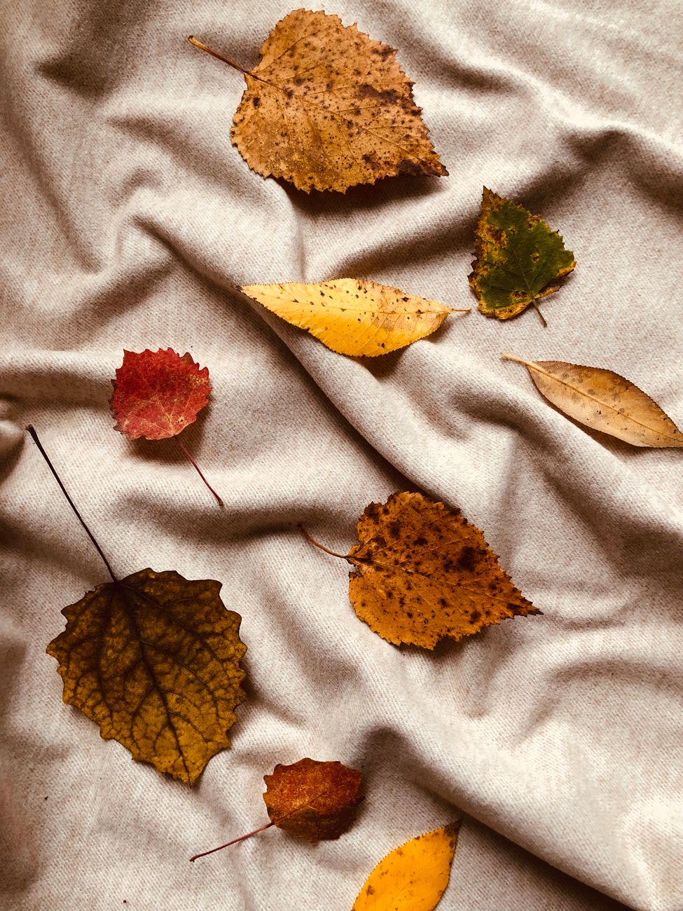 Dried autumn leaves elegantly arranged on a soft beige fabric backdrop, highlighting fall's natural beauty.