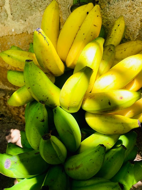 Free stock photo of banana, evergreen, fruit