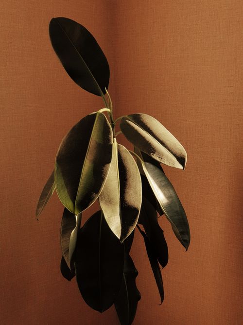 Free Close-up of a rubber fig plant with dark leaves against a brown backdrop, showcasing natural elegance. Stock Photo