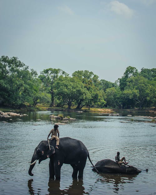 Free stock photo of bath, elephant, river Stock Photo