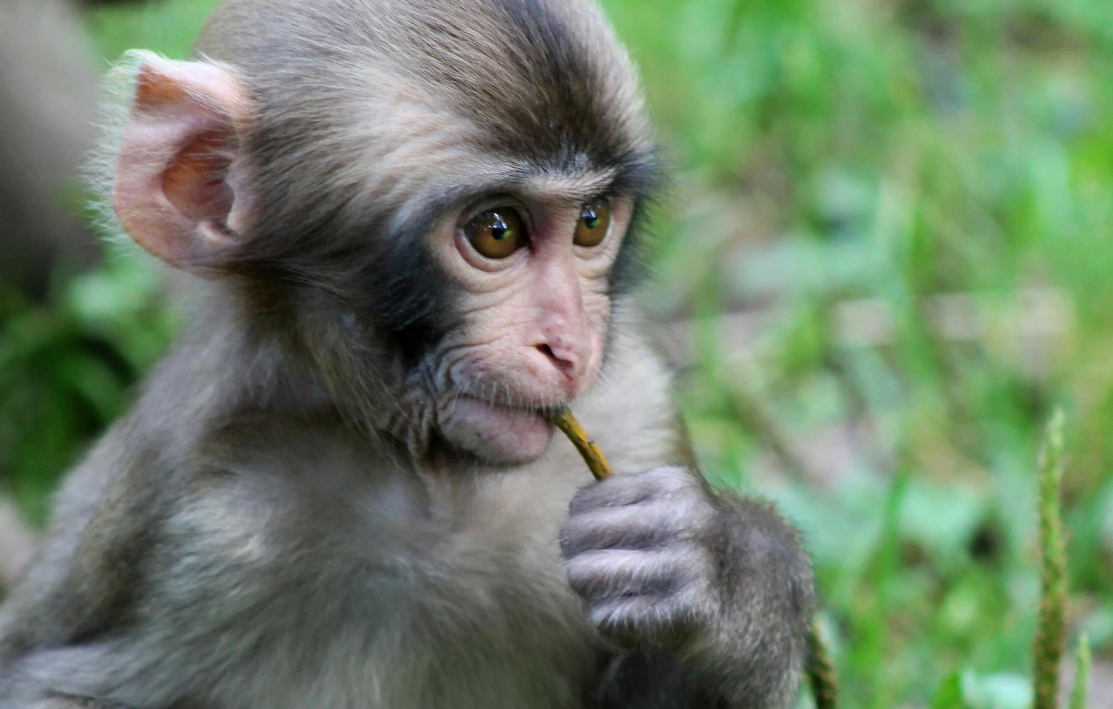 Baby Monkey · Free Stock Photo