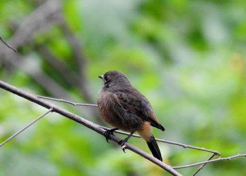 Free A redstart bird perched on a branch in a natural outdoor setting, showing vivid plumage. Stock Photo