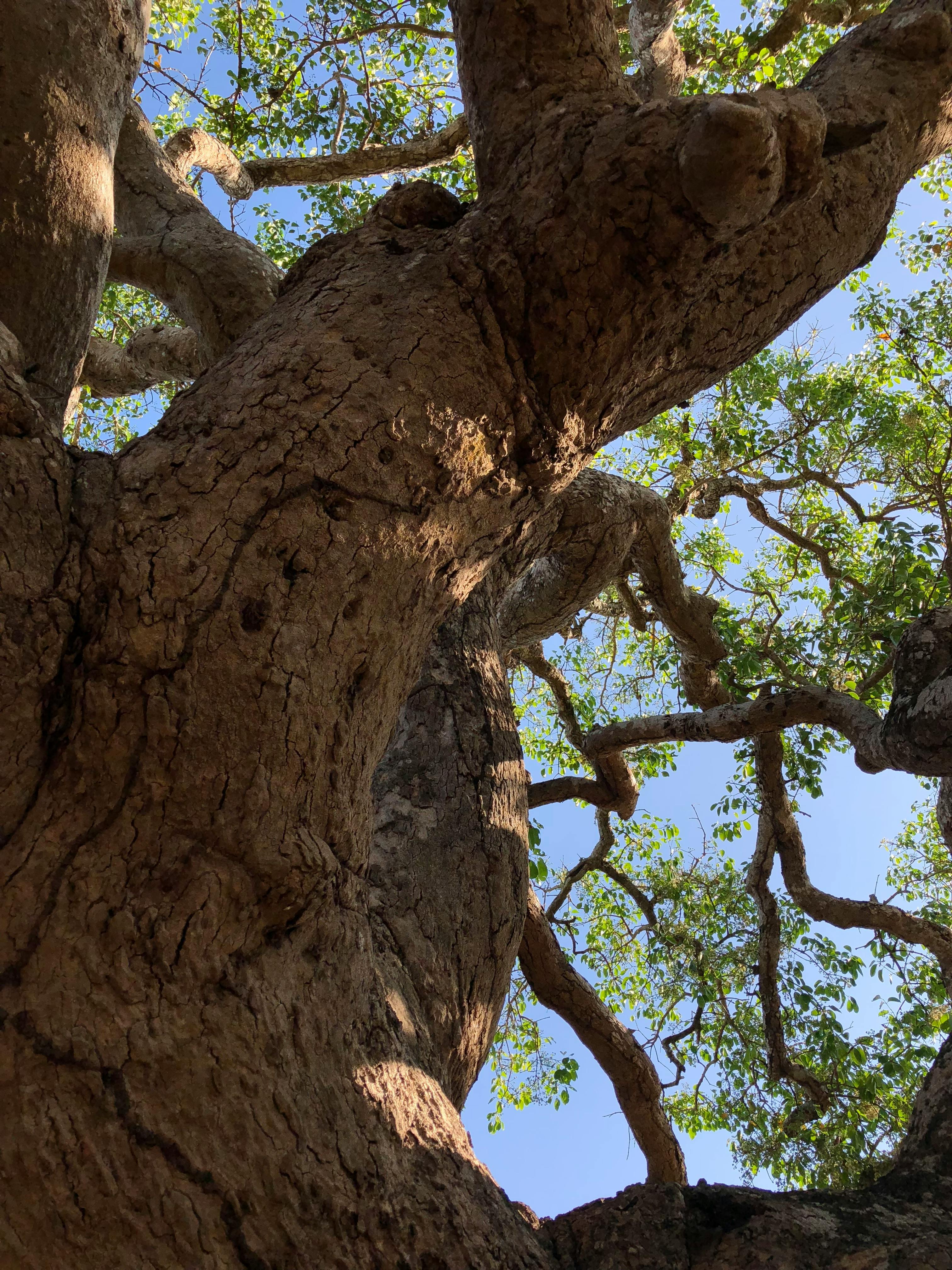 Free stock photo of big tree, black palm tree, duhat