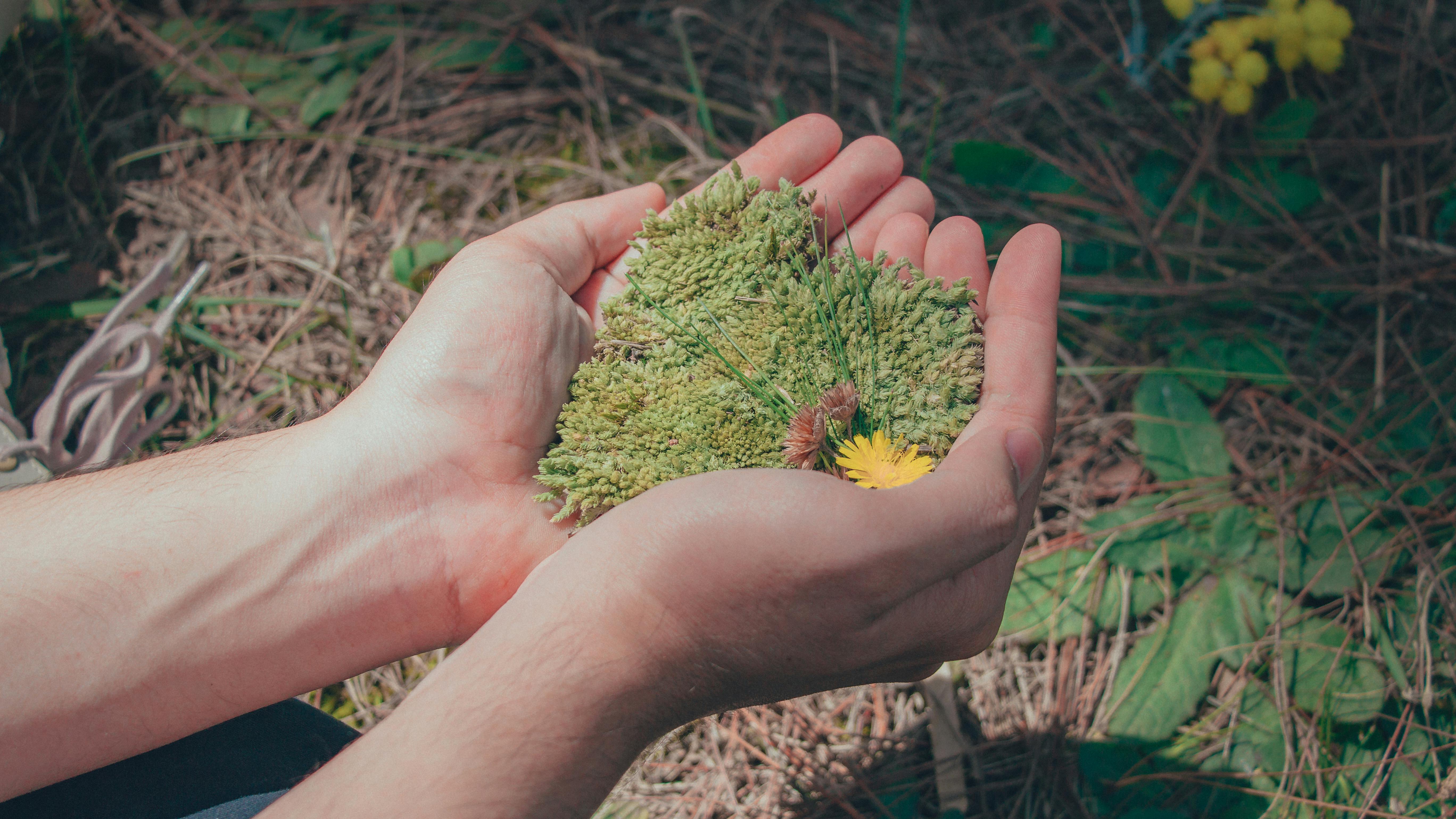 person holding green leaf plant