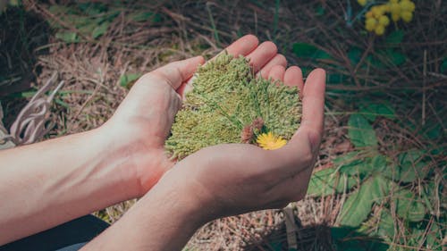 緑の葉の植物を持っている人