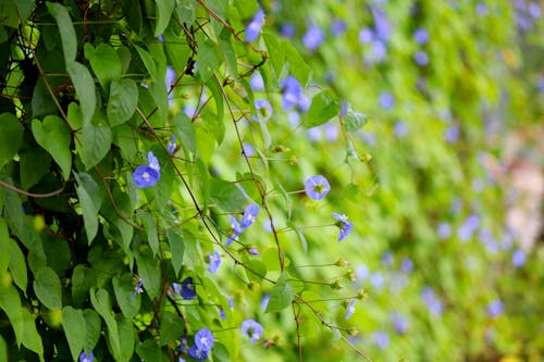 Free Purple Flowers With Green Leaves Stock Photo