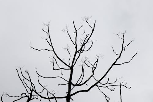 grátis Foto profissional grátis de árvore nua, céu branco, filiais Foto profissional