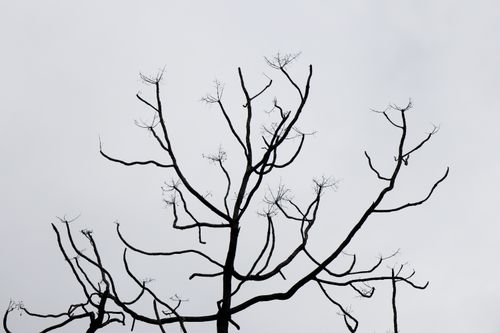 Free Minimalist photo of a barren tree silhouette on a stark white sky background. Stock Photo