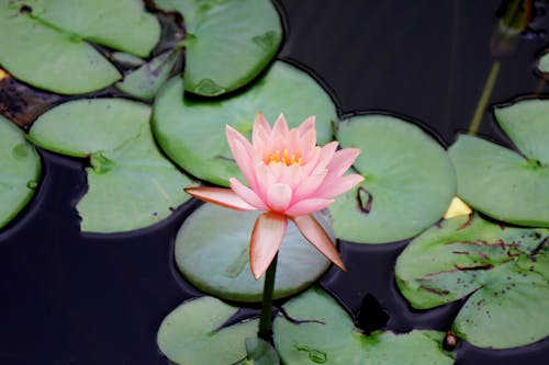 Free Close-Up Photograph of a Pink Water Lily Stock Photo