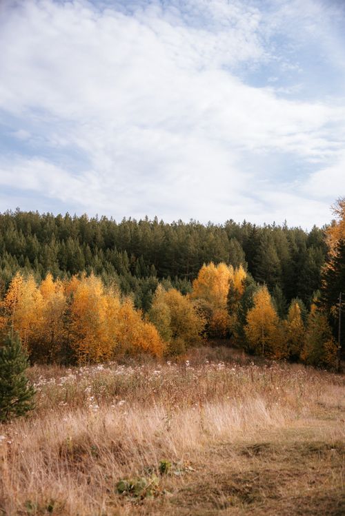 Free Beautiful autumn landscape with vibrant yellow and green trees under a partially cloudy sky. Stock Photo