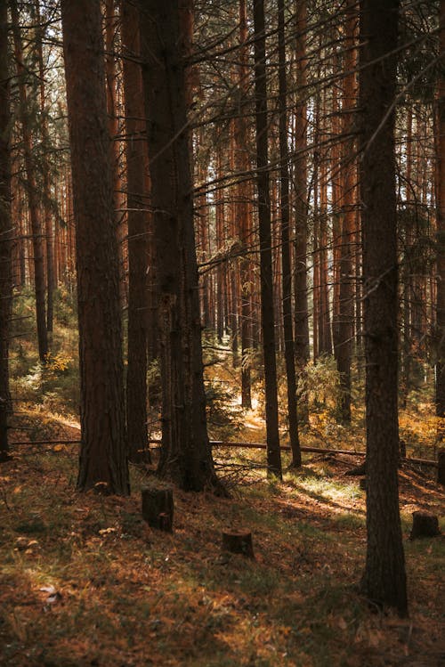 Tall Trees in the Forest