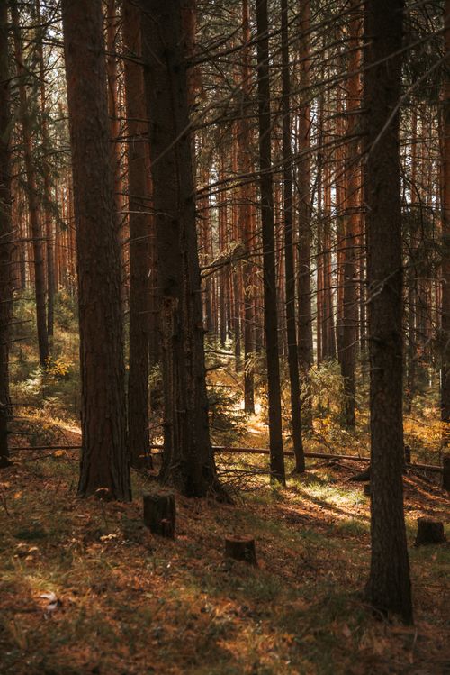 Free Captivating forest scene with towering pines, perfect for nature lovers. Stock Photo