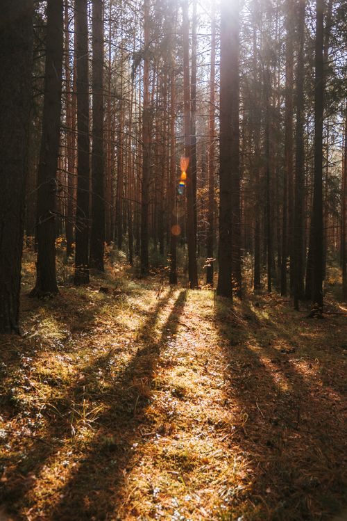 Free Warm sunlight filtering through a dense pine forest, creating long shadows on the ground. Stock Photo