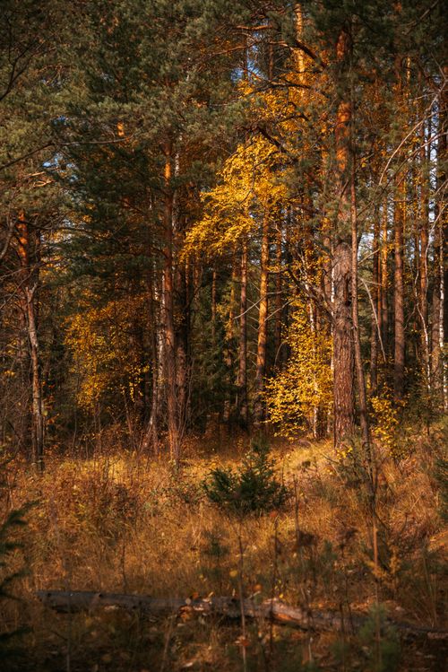 Free A beautiful autumn forest scene with golden foliage and tall trees. Stock Photo