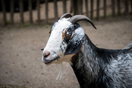 Fotos de stock gratuitas de animal de granja, cabra, de cerca