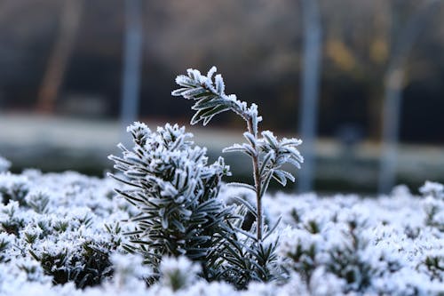 A Snow Covered Plant