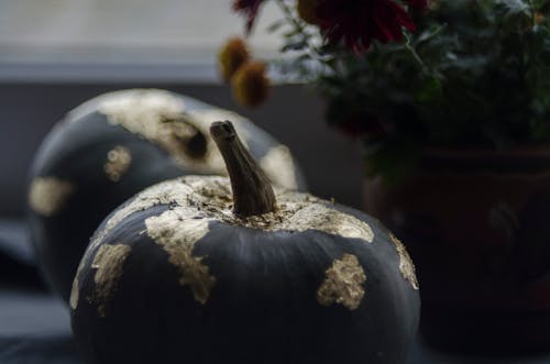 Free stock photo of autumn, gold, pumpkin