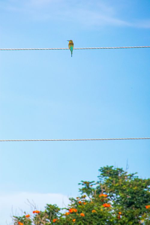 Free A vibrant bird perches on a wire against a clear blue sky with scenic foliage below. Stock Photo