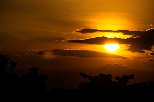 Silhouette of Trees during Sunset