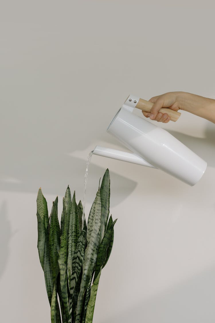 Person's Hand Watering A Green Houseplant