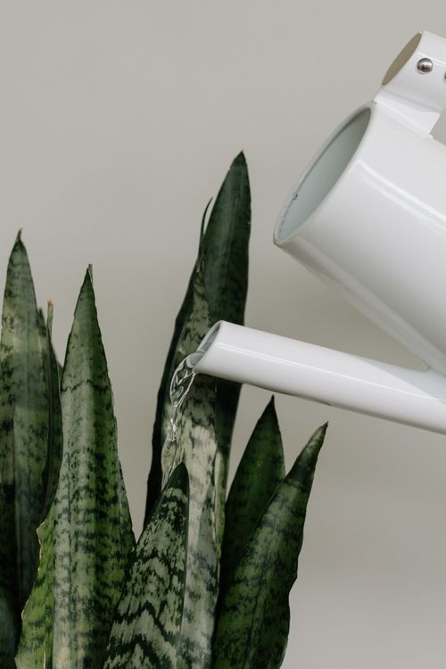 Free A serene close-up of a snake plant being watered with a white watering can in a minimalist indoor setting. Stock Photo