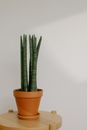 Green Snake Plant on Brown Clay Pot