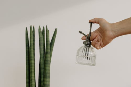 無料 ガラススプレーボトル, ハンド, ホールディングの無料の写真素材 写真素材