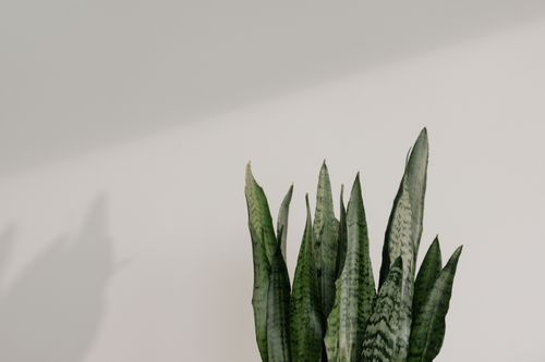 Free Close-up of a lush green snake plant against a soft white background, perfect for minimalist decor. Stock Photo