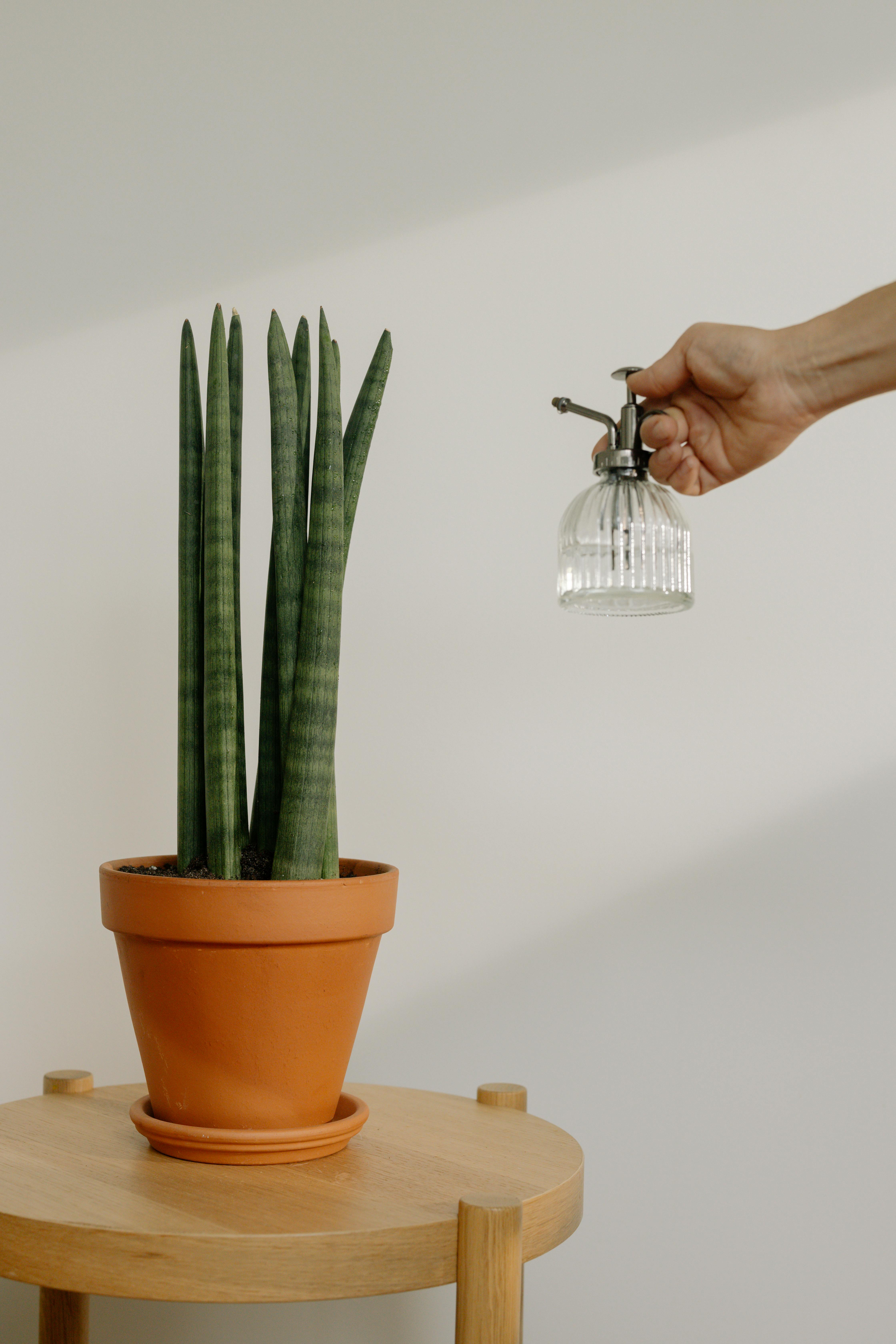 Breathe Easy: 17 Indoor Plants That Purify Your Air Year-Round