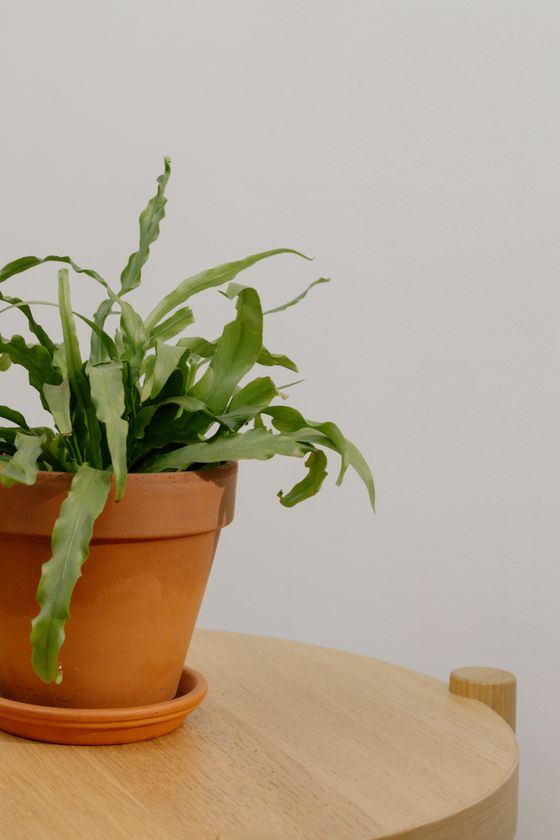 Bird's-nest fern in a terracotta pot on a wooden table — cottonbro studio on Pexels