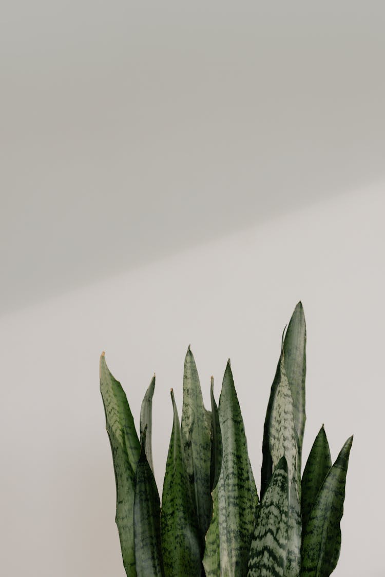 Close Up Photo Of Snake Plant