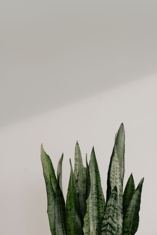 Free A close-up of a snake plant with tall, vibrant green leaves against a subtle pale background. Stock Photo