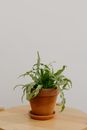 Green Plant on Brown Clay Pot