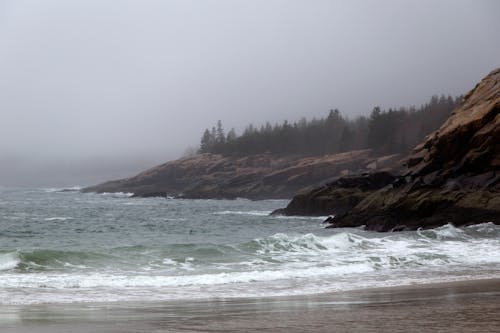 ağaçlar, dalgalar, deniz içeren Ücretsiz stok fotoğraf