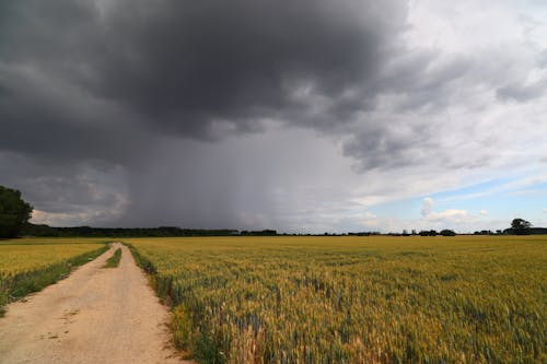 Green Grass Field Under Gray Clouds