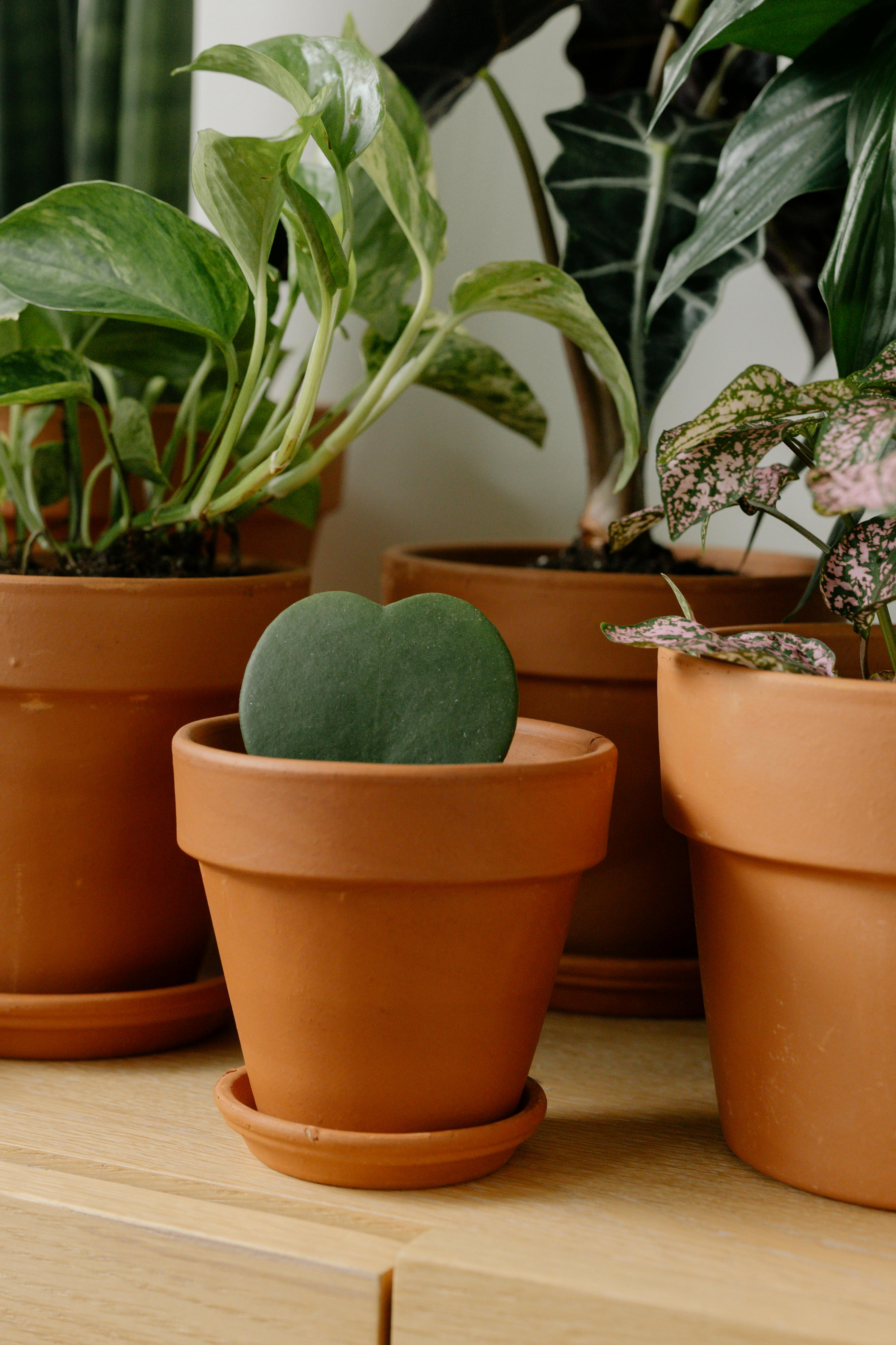 Green Plants on Brown Clay Pots · Free Stock Photo