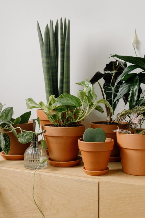 Free A variety of green potted plants displayed on a wooden shelf, enhancing indoor decor. Stock Photo