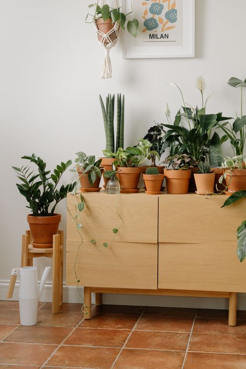 Free Stylish indoor potted plants on wooden cabinet in a cozy interior setting. Stock Photo