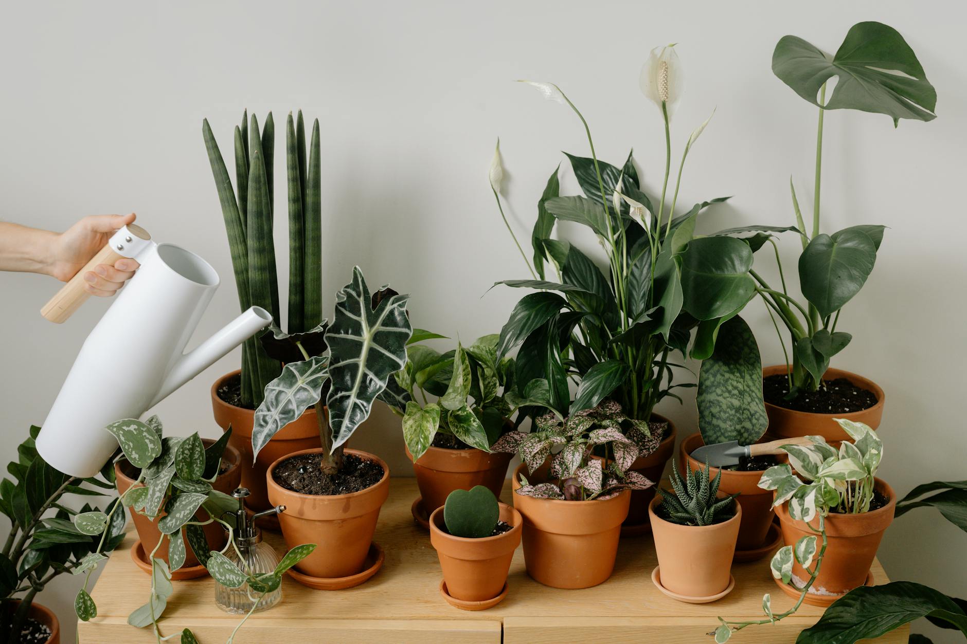 How to Grow and Care for Philodendron Brasil Indoors 2 Watering Guidelines