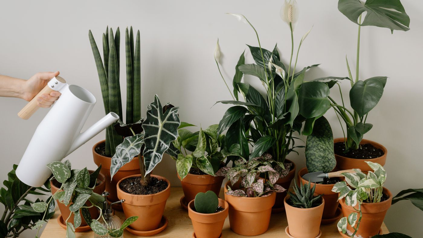 Houseplant Care Basics: The Six Things That Actually Matter