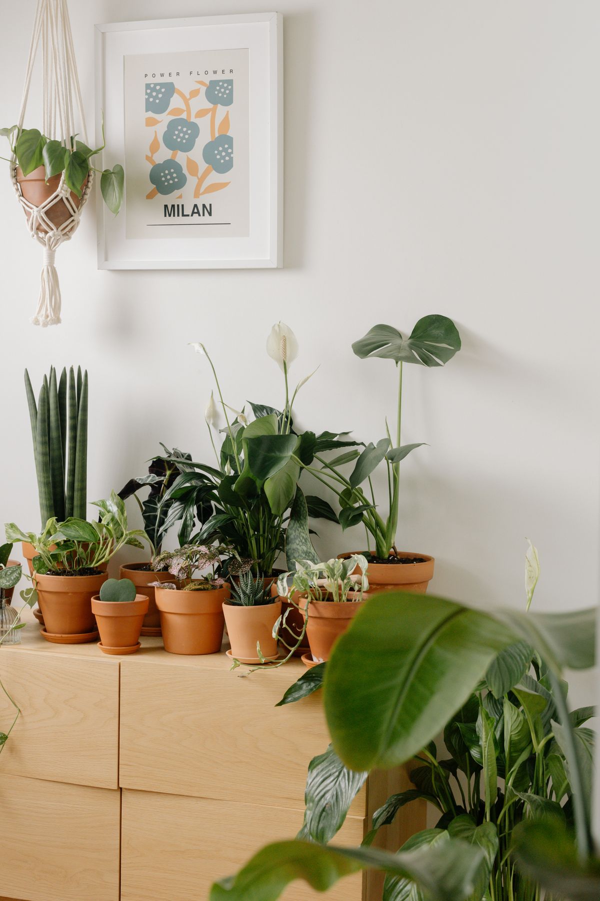 Tough little potted plants lined along a bright shelf